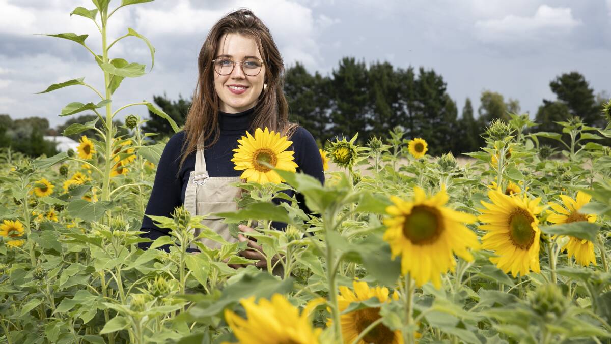 Zoe McMahon among the sunflowers on the old Majura Road. Picture: Keegan Carroll