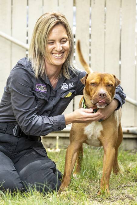 Domestic Animal Services adoption co-ordinator Tara McMahon visted Obi at his new home in Belconnen. Picture by Gary Ramage