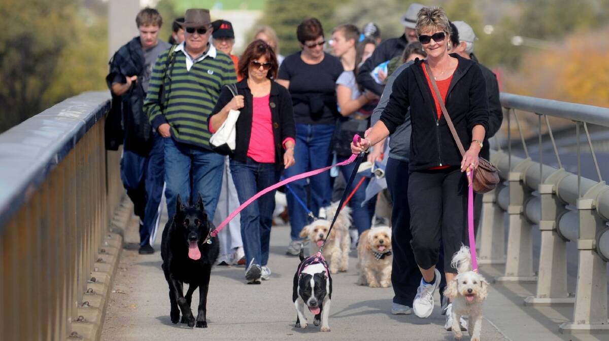 As well as busy on the weekends, the bridge-to-bridge walk is also used often for special events such as this Million Paws Walk in 2012. Picture: Richard Briggs