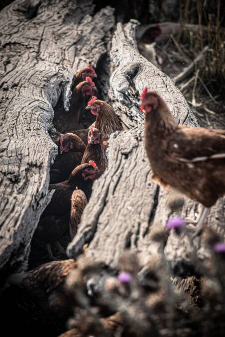Hens hang out in a log on the property (far left).