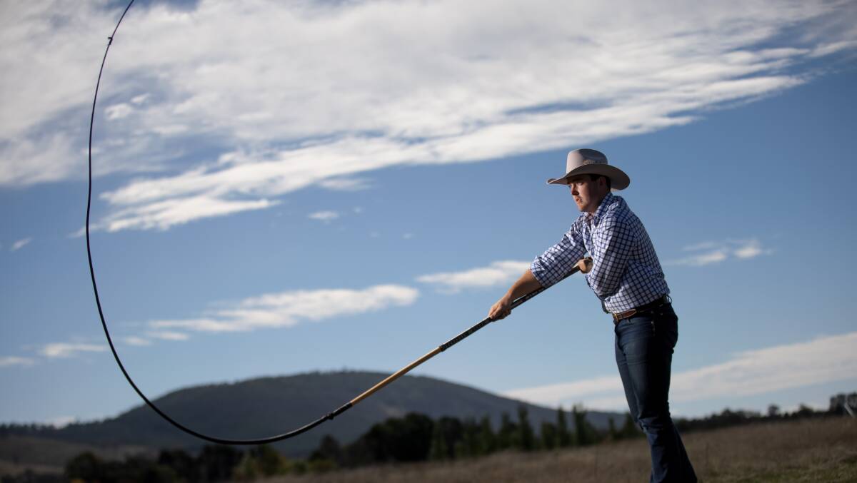 James Scott with the long bullock whip. The whip creates a sonic boom and the sound is used to direct livestock. The whip is not used to ever hit the animals. Picture: Sitthixay Ditthavong