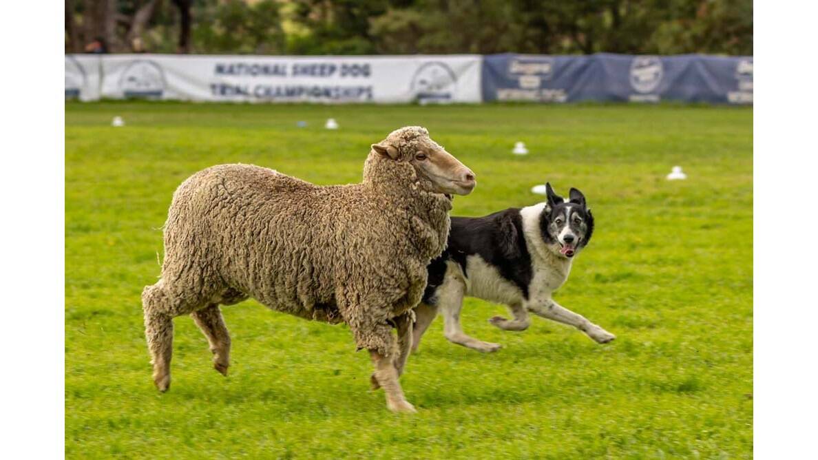 Good dog: The National Sheep Dog Trial Championships start in Hall on Monday. Picture supplied 