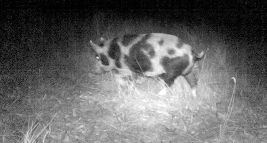 A wild pig on Cooleman Ridge captured on Trevor's camera.