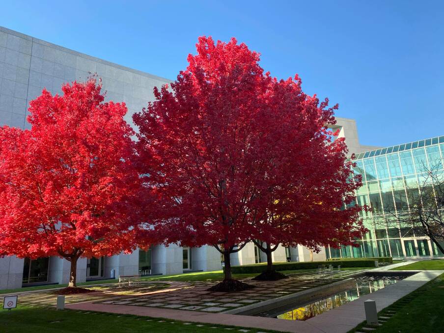 The budget tree in all its glory this week. Picture: James Massola 