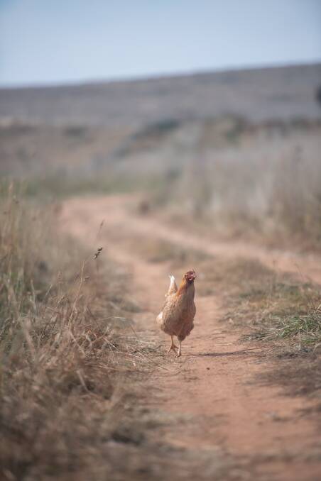 Why did the chicken cross the road? Because she could. One of the 20,000 hens on the Boorowa farm. Picture: Karleen Minney