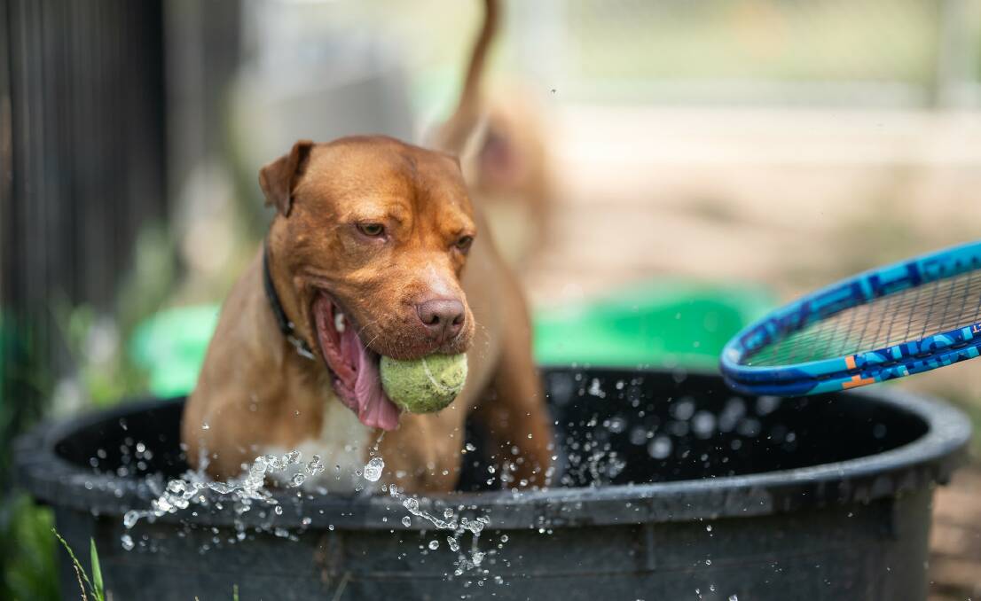 Rocky loves to play in water. Picture by ACT Government 