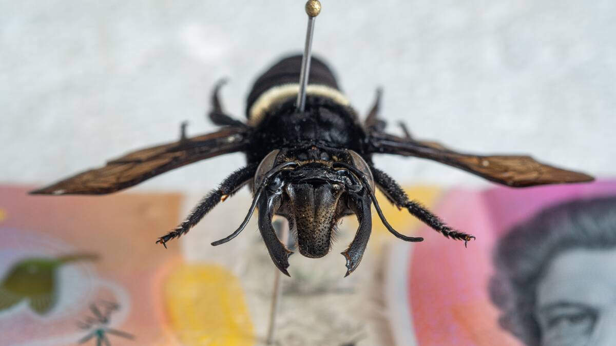 The female Wallace's Giant Bee which is in the collection. Picture by Sitthixay Ditthavong