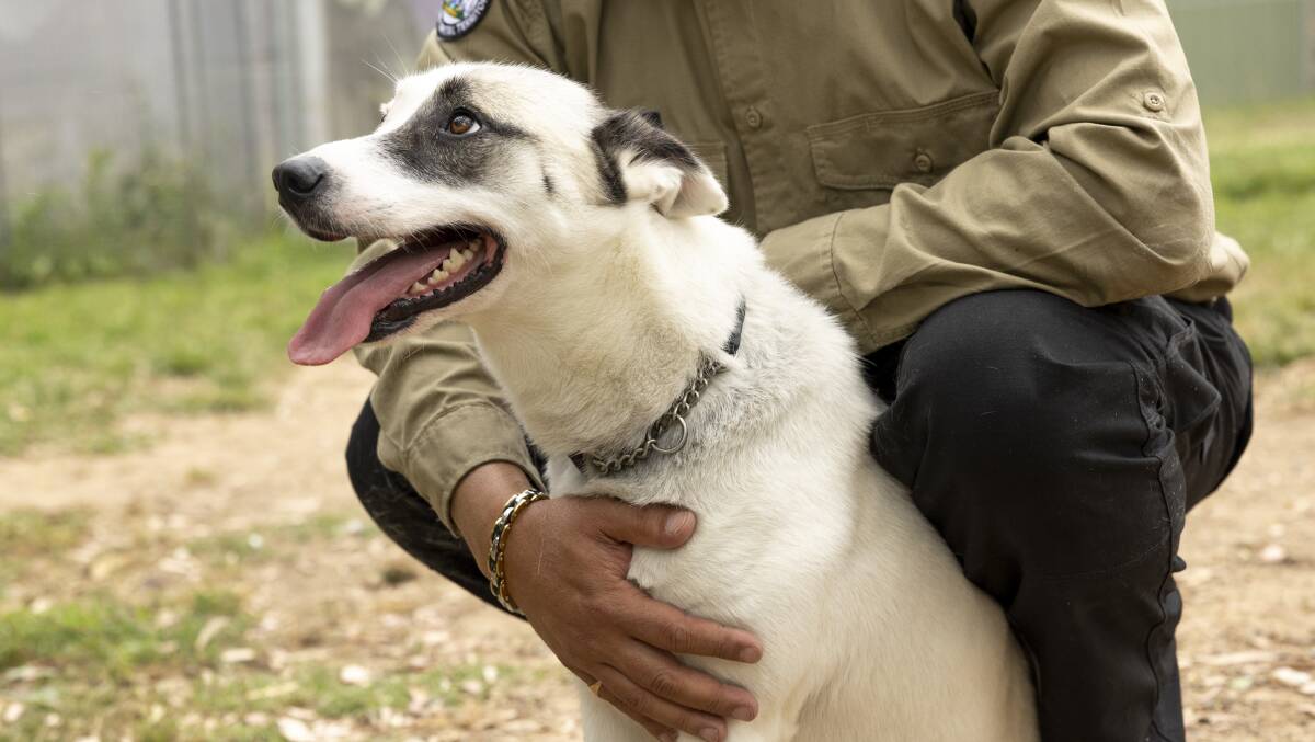 Husky-cross Mystique is another dog at Domestic Animal Services looking for a forever home. Picture by Keegan Carroll 