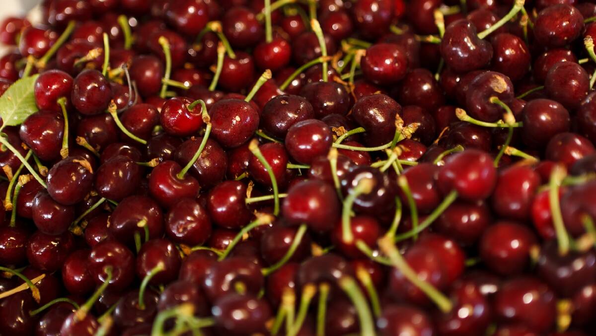 Cherries are one of the delights of summer. 