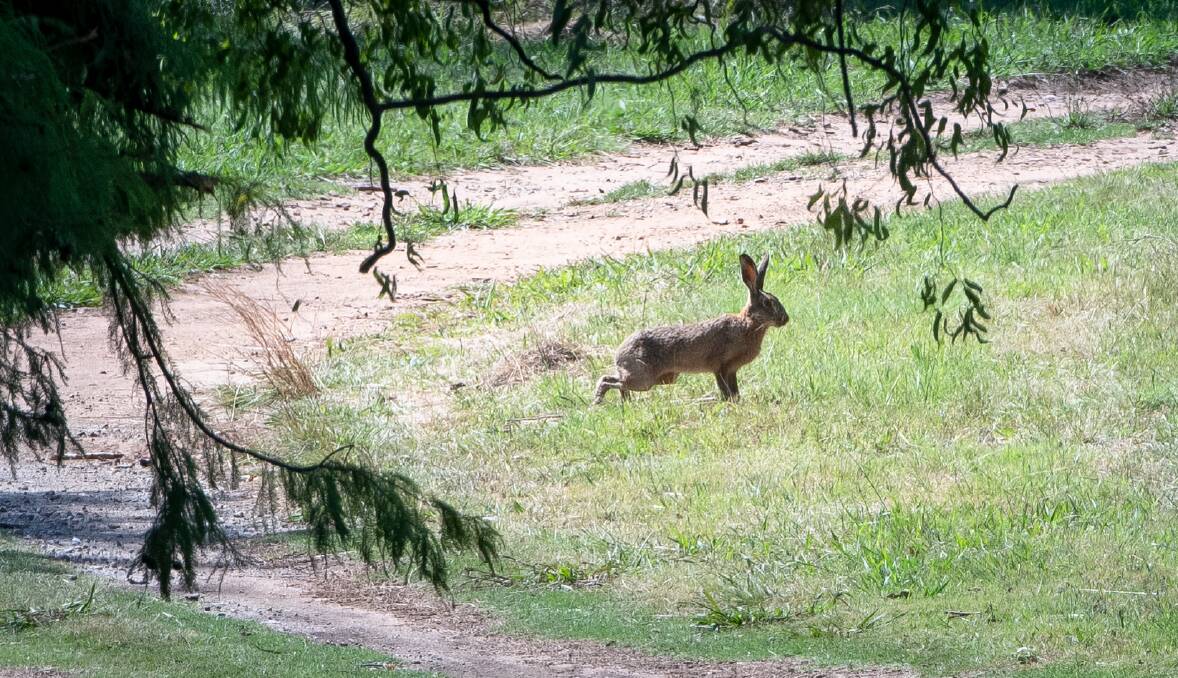 One of the monster hares on the Government House grounds. Picture: Elesa Kurtz
