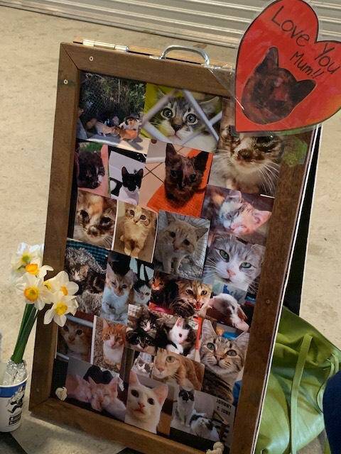 Anna's motivation board. She was raising funds for the Canberra Street Cat Alliance.