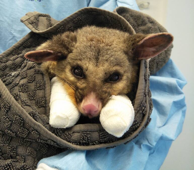 A burns victim brought in for treatment at Southern Cross Wildlife Care. Picture: Facebook/ Southern Cross Wildlife Care