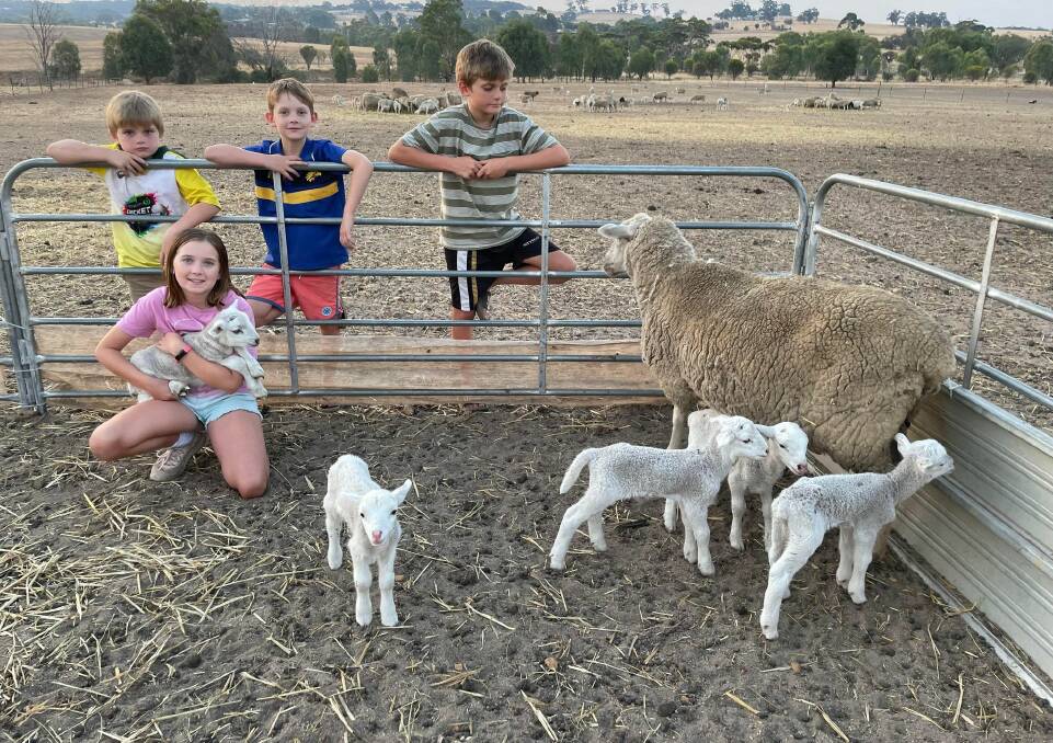  Ten-year-old Charli McAlpine, with siblings Landon Dale, 9, Judah McAlpine, 7, and Lincoln Dale, 6, are loving the baa-ing bonanza of lambs on their farm at St Ronan, near York. The family was amazed when one of their pet Merino ewes delivered a 'flock' of five lambs. INSERT: The newborns last week.
