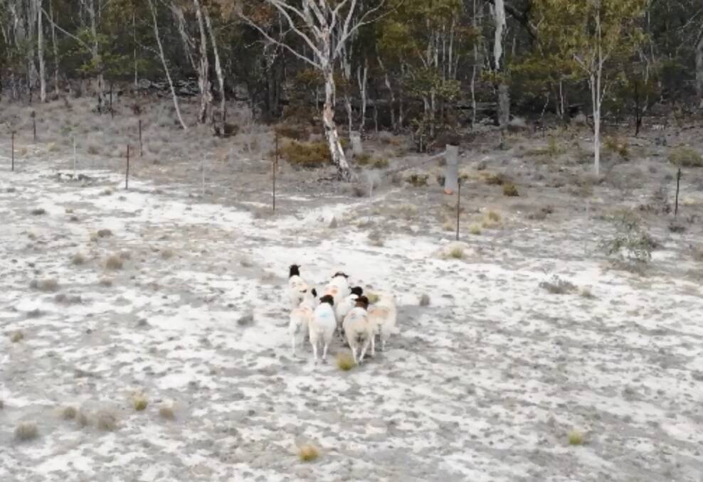 Image of sheep taken from a sky shepherd drone during the experiments. Picture: Supplied