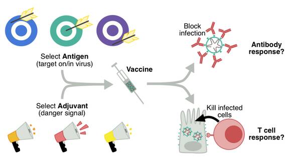 The basic components of a vaccine include the adjuvant and the antigen. Picture: author provided