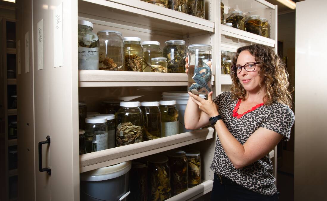 Postdoctoral fellow Dr Erin Hahn works with formalin preserved specimens in CSIRO's Australian National Wildlife Collection, such as the blue spotted tree monitor. Picture: Elesa Kurtz