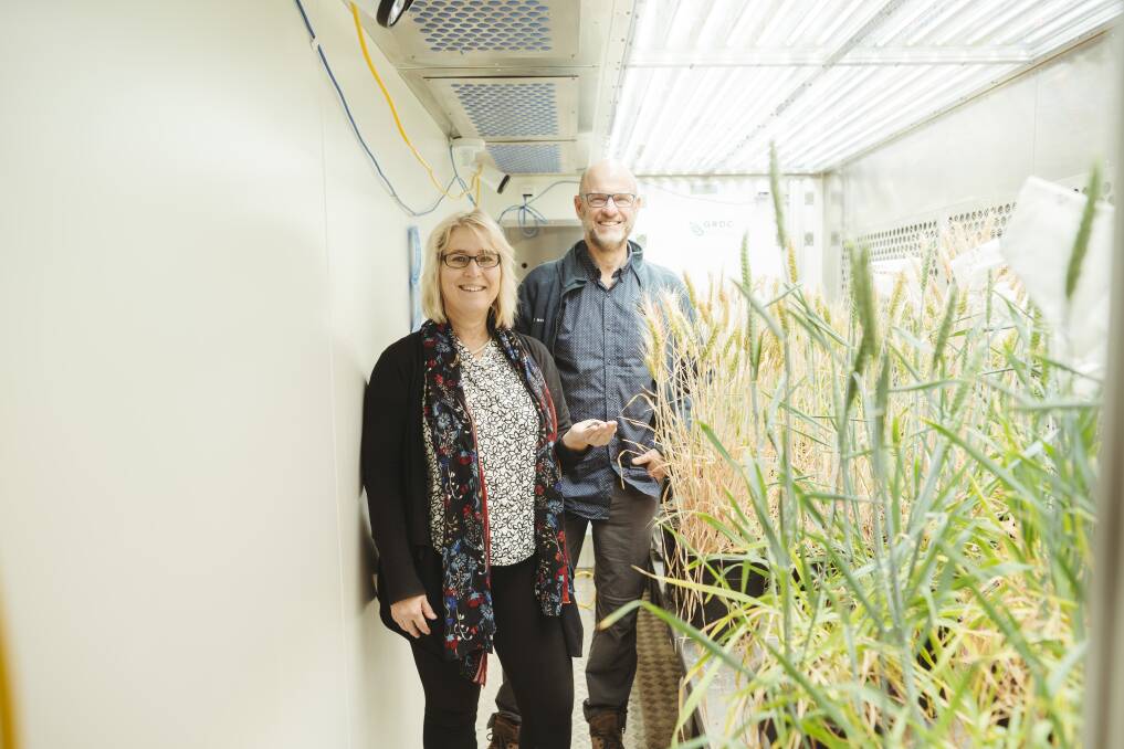 Geochemist Professor Dorrit Jacob and based biologist Professor Barry Pogson in an ANU facility used for growing wheat under controlled conditions. Picture: Dion Georgopoulos