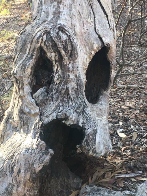 Scream tree at Lucky Pass between Collector and Tarago. Picture: Supplied