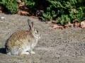 A rabbit control program begins next week. Picture by Karleen Minney