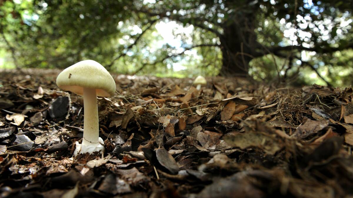 A death cap mushroom, pictured growing in suburban Canberra in 2012. Picture: Marina Neil