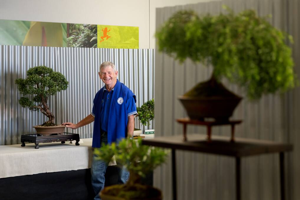 Canberra Bonsai Society president Tony Gill with his 41-year-old coastal tea tree at the society's exhibition on Saturday. Picture: Sitthixay Ditthavong