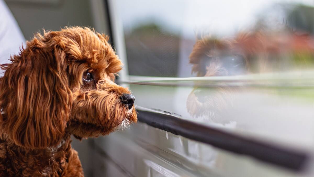 A tribunal has blocked a renter from keeping an untrained cavoodle, similar to the one pictured, in a rented Braddon apartment. Picture: Shutterstock