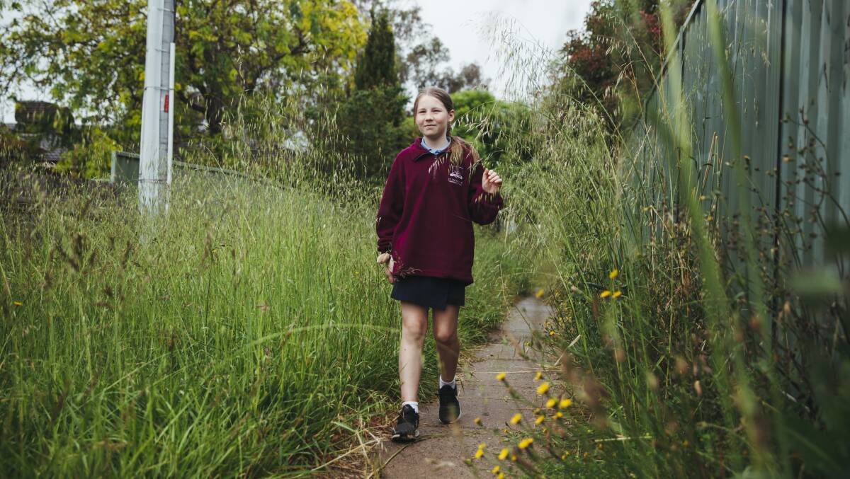 Maddie Sibley finds her way through overgrown grass in a Wanniassa laneway on Wednesday. Picture: Dion Georgopoulos