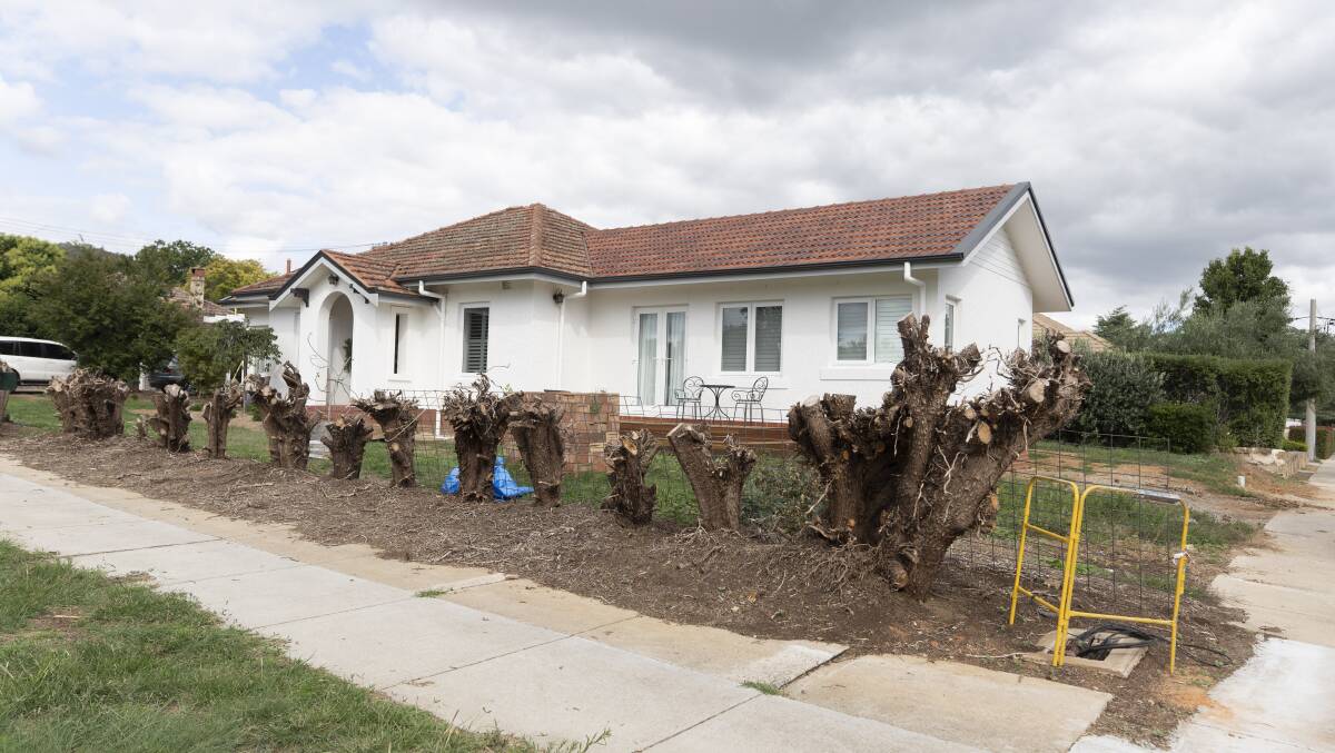 The hedge dubbed the 'Beast of Braddon' has been removed from the front of a house on Chapman Street. Picture: Dion Georgopoulos