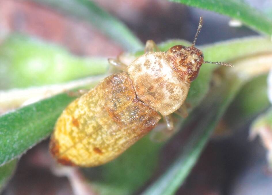 A jewel beetle - Castiarina testacea - found near Lake Burley Griffin. Picture: Stuart Harris
