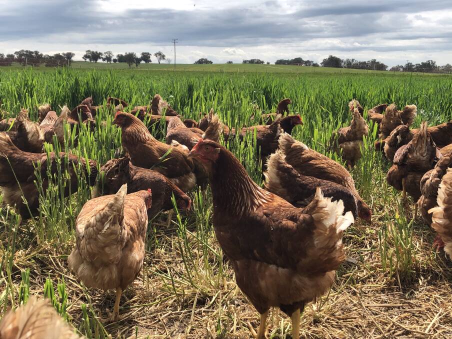 Did one of these chickens, roaming the Cusacks' farm, lay Australia's largest egg? Picture: Supplied