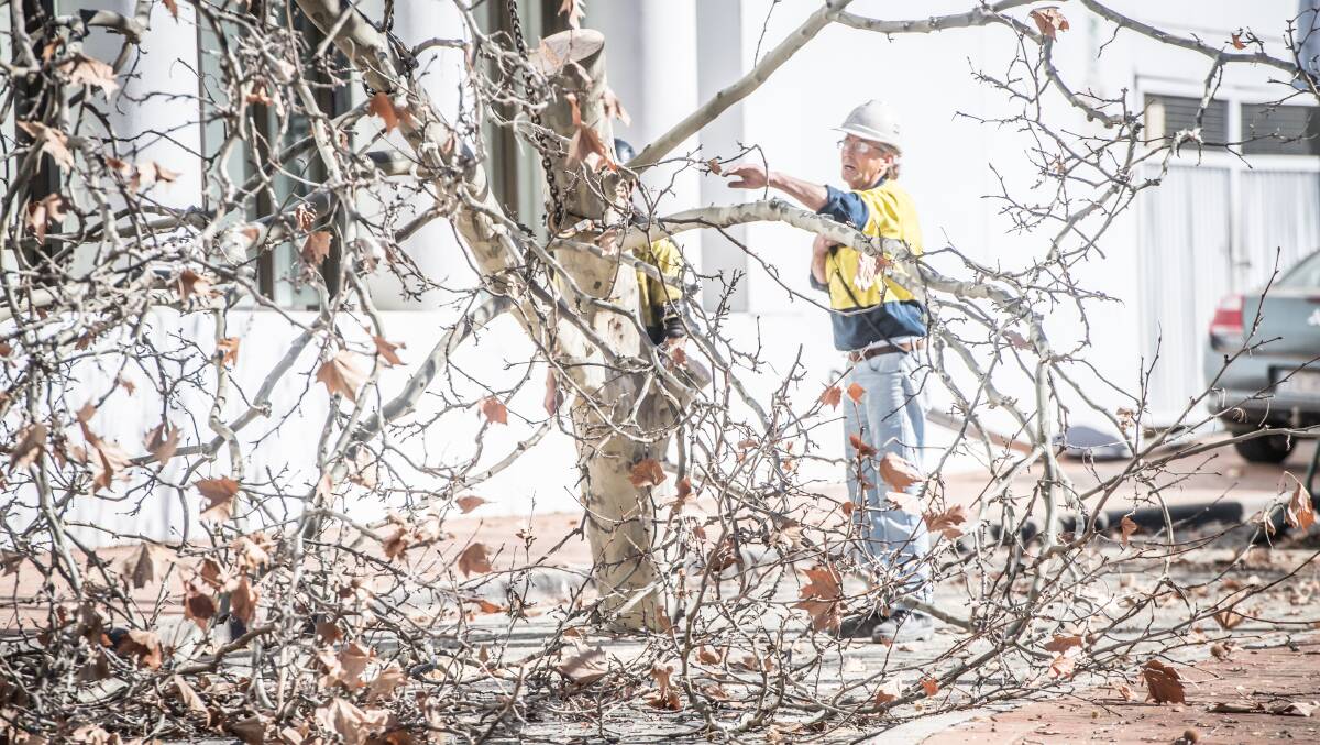 Arborists work on cutting down and mulching the controversial Franklin Street tree in the Manuka shopping precinct in July 2019. Picture: Karleen Minney