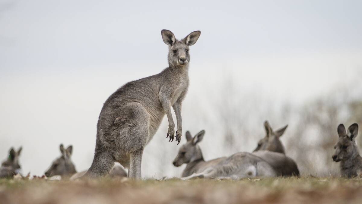 Rangers culled more than 1500 eastern grey kangaroos in Canberra's nature reserves this year. Picture: Sitthixay Ditthavong
