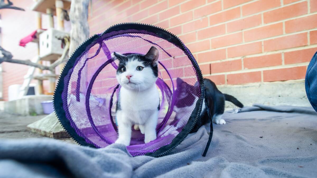The days of free-roaming cats in the ACT will soon be over, with Canberra-wide cat containment set to be phased in. Picture: Karleen Minney