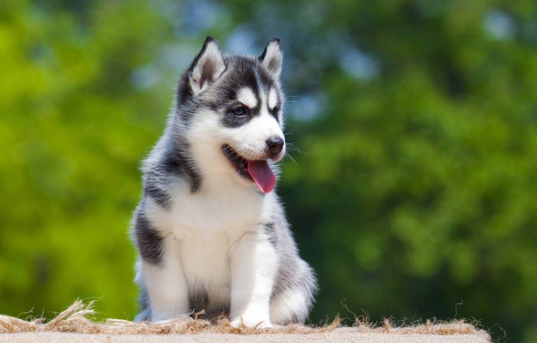 A Siberian husky puppy, the breed of dog a renter has been allowed to keep in a Braddon apartment under new rental laws. Picture: Shutterstock