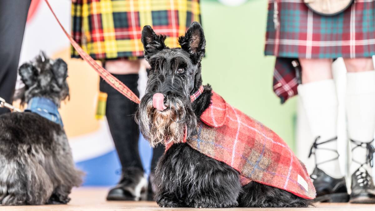Scottie dogs which will appear at the festival. Picture by Karleen Minney