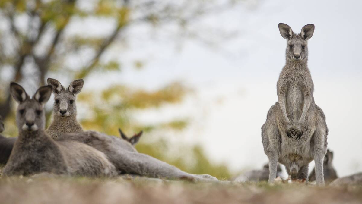 A contraceptive vaccine will be rolled out at scale in the ACT for the first time to manage the territory's kangaroo population. Picture: Sitthixay Ditthavong