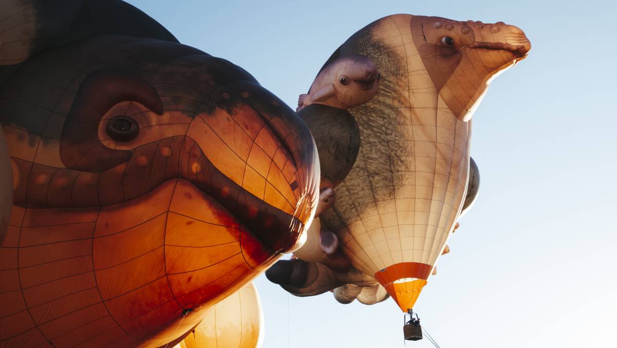 Patricia Piccinini's Skywhale, left, and Skywhalepapa tethered on Sunday morning. Picture: Dion Georgopoulos
