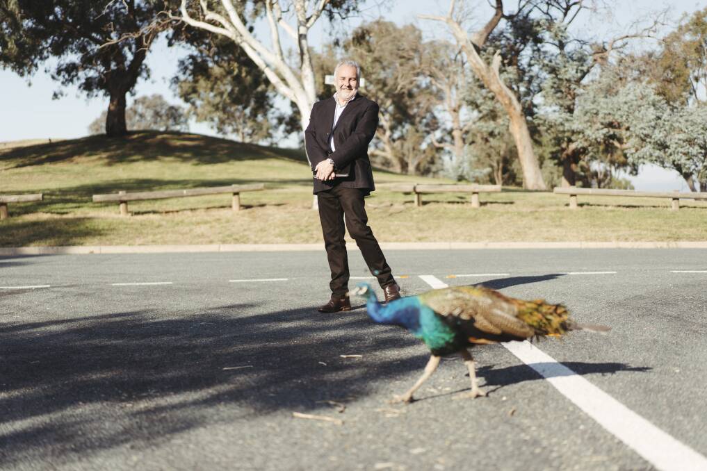 Timothy DeWan, who says dangerous traffic puts peafowl and people at risk in Narrabundah, watches a peacock cross the road on Thursday afternoon. Picture: Dion Georgopoulos