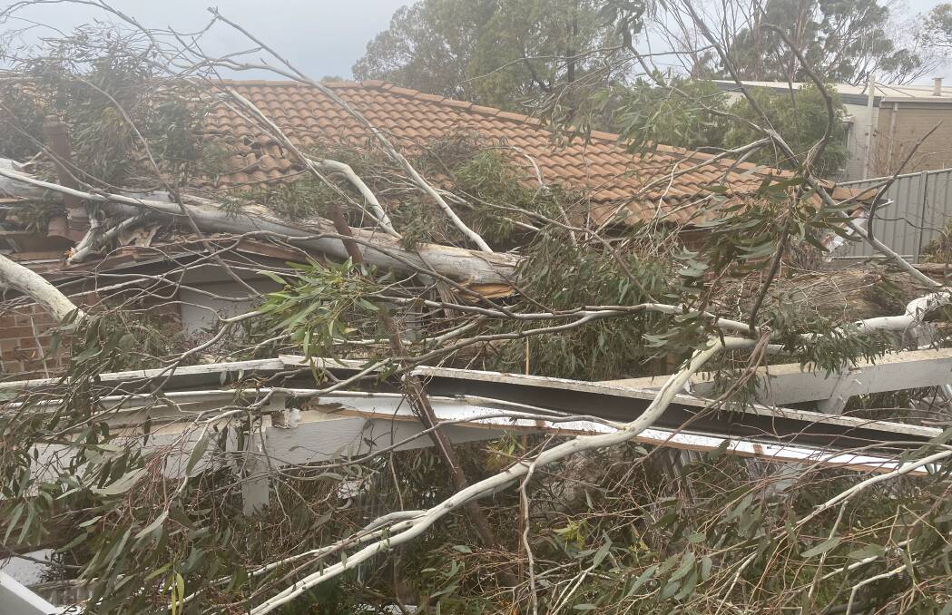 The gum tree after it fell onto Mr Subedi's house and pergola on Monday morning. Picture: Supplied