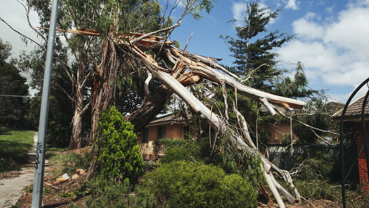 Falling trees damaged electricity grid infrastructure in West Belconnen after a January 3 storm, leaving hundreds without power. Picture by Dion Georgopoulos