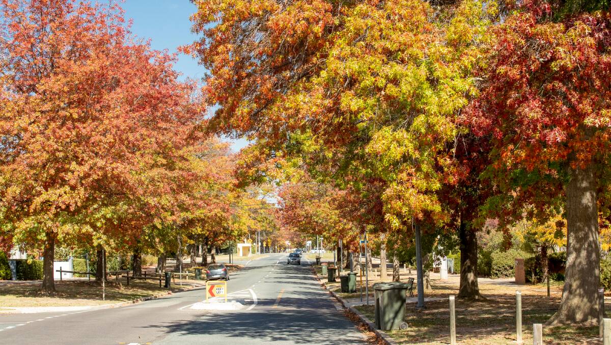 Canberra has been recognised for its management of urban trees, like the ones along Torrens Street, Braddon. Picture: Sitthixay Ditthavong