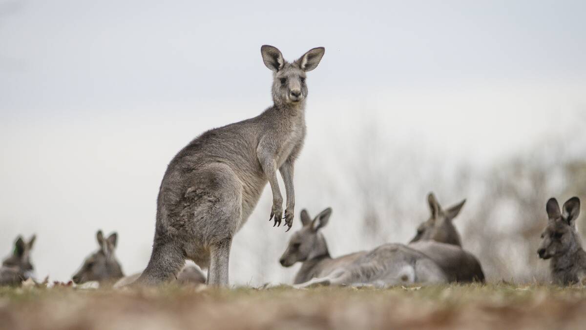 Rangers will aim to cull more than 1500 eastern grey kangaroos in Canberra's nature reserves this year. Picture: Sitthixay Ditthavong