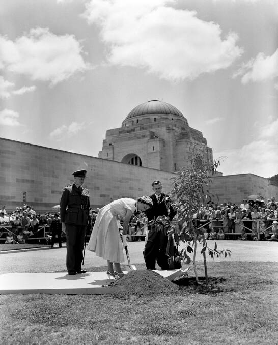 Queen Elizabeth II plants a tree at the Australian War Memorial on February 16, 1954. Picture National Archives