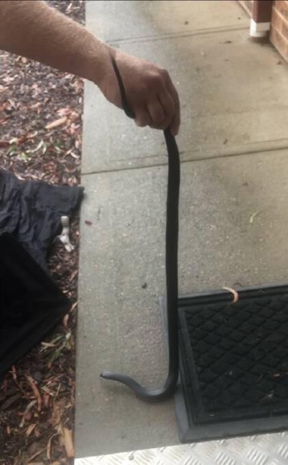 The snake that had been hiding in the boot. Picture: supplied
