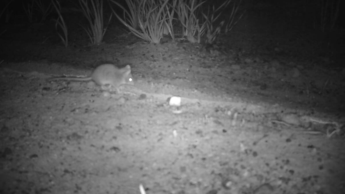 A Kangaroo Island dunnart captured by a sensor camera in Flinders Chase National Park. The cameras were installed on Kangaroo Island to track the recovery of animals impacted by Australias bushfires as part of a project called An Eye on Recovery. Picture: Supplied