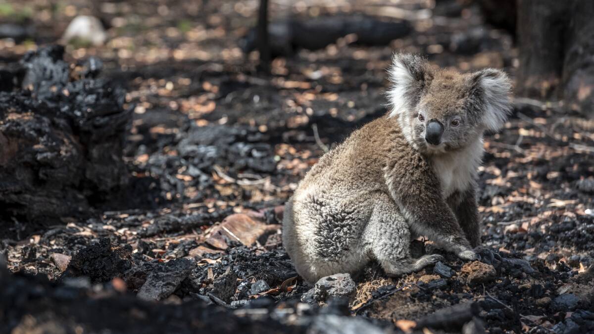 More than 13,000 hectares of urban koala habitat has been cleared in the past 20 years. Photo: Doug Gimesy, supplied by the Australian Conservation Foundation