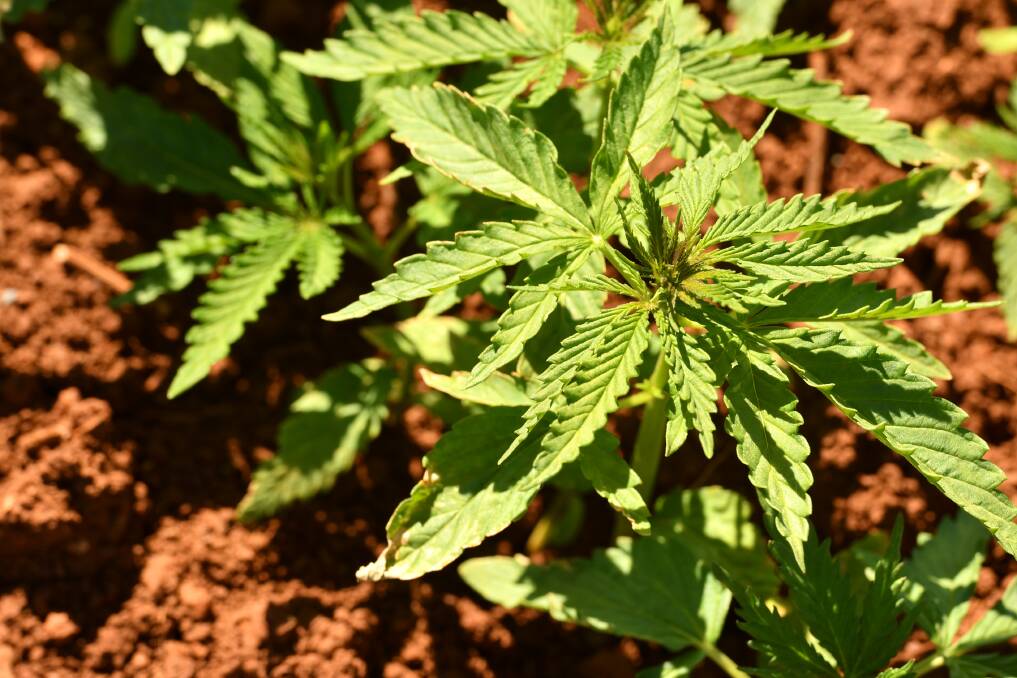 Push to legalise cannabis in Tasmania