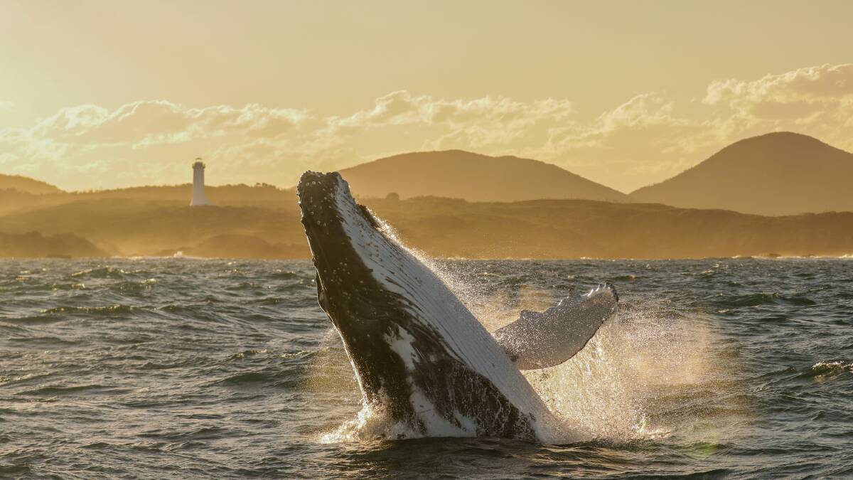 A whale basks in the late afternoon sun. Pictures: Lisa Skelton