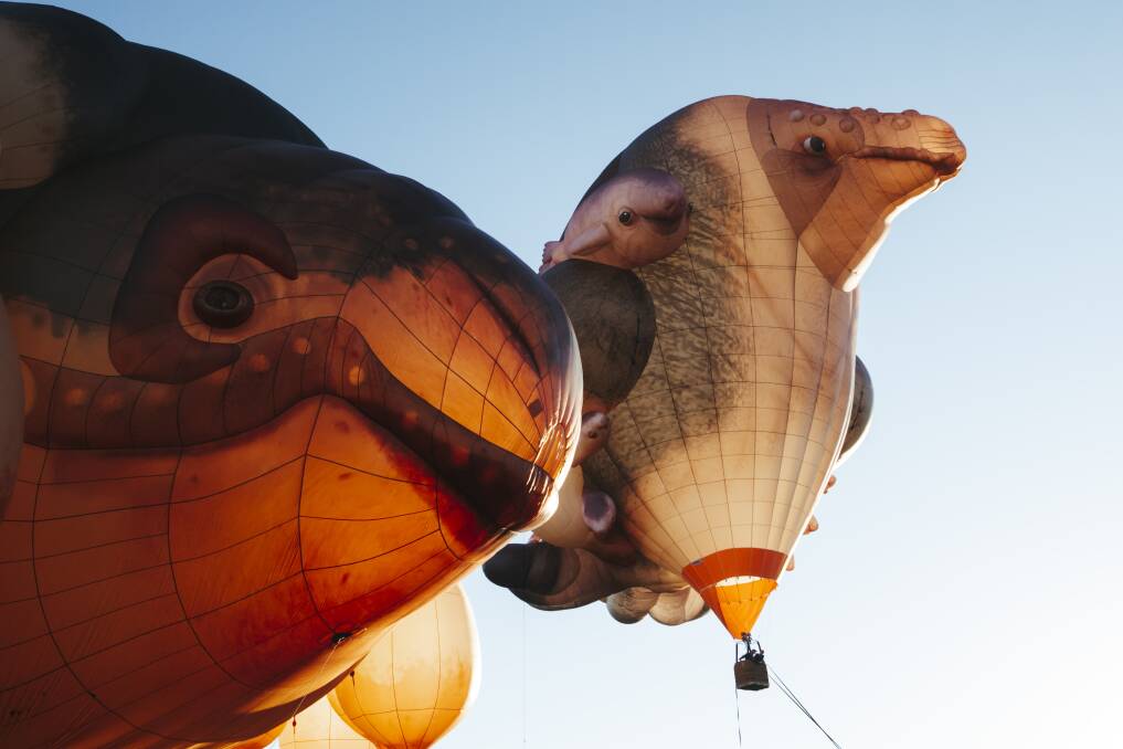 Skywhale, left, and Skywhalepapa are set to fly together for the first time on Monday. Picture: Dion Georgopoulos