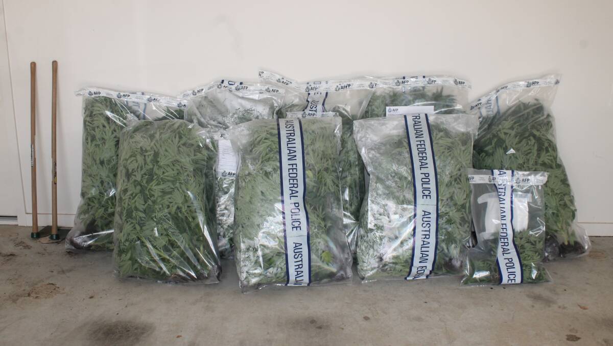 Cannabis seized by police during a series of raids in Canberra's north on Monday. Picture: ACT Policing